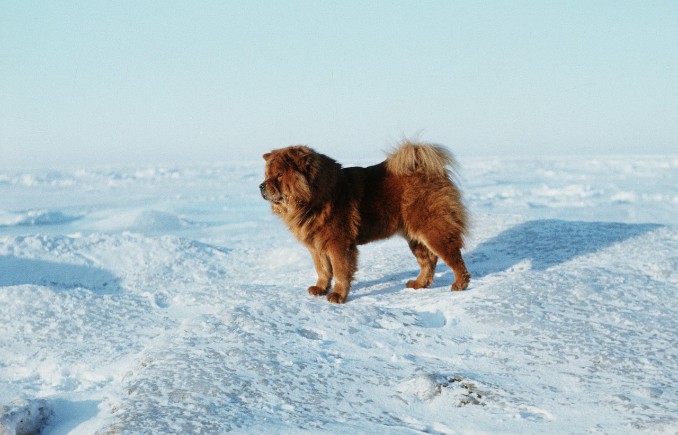 Hund an der Ostsee im Winter