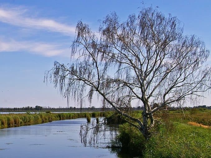 Anklamer Stadtbruch - Landschaft