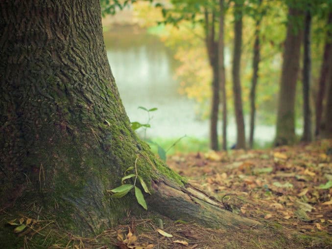 Waldgebiet Klützer Winkel