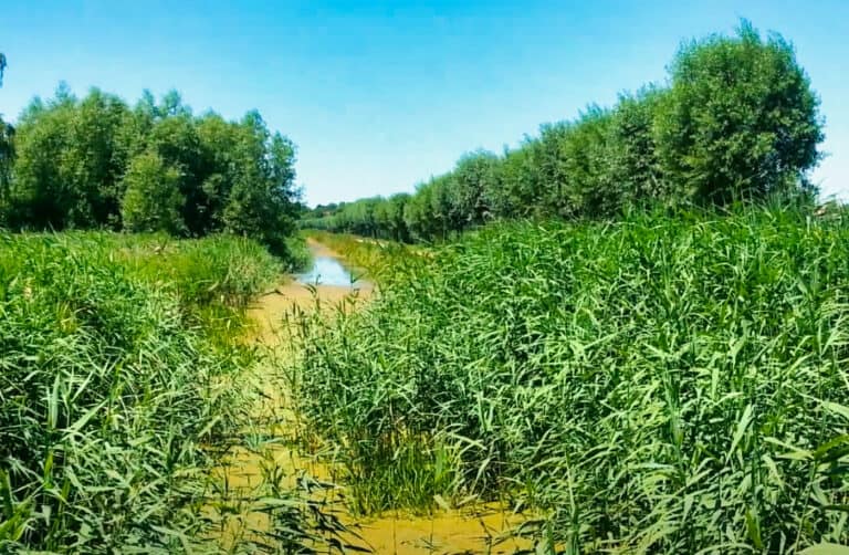 Natur am Oldenburger Graben