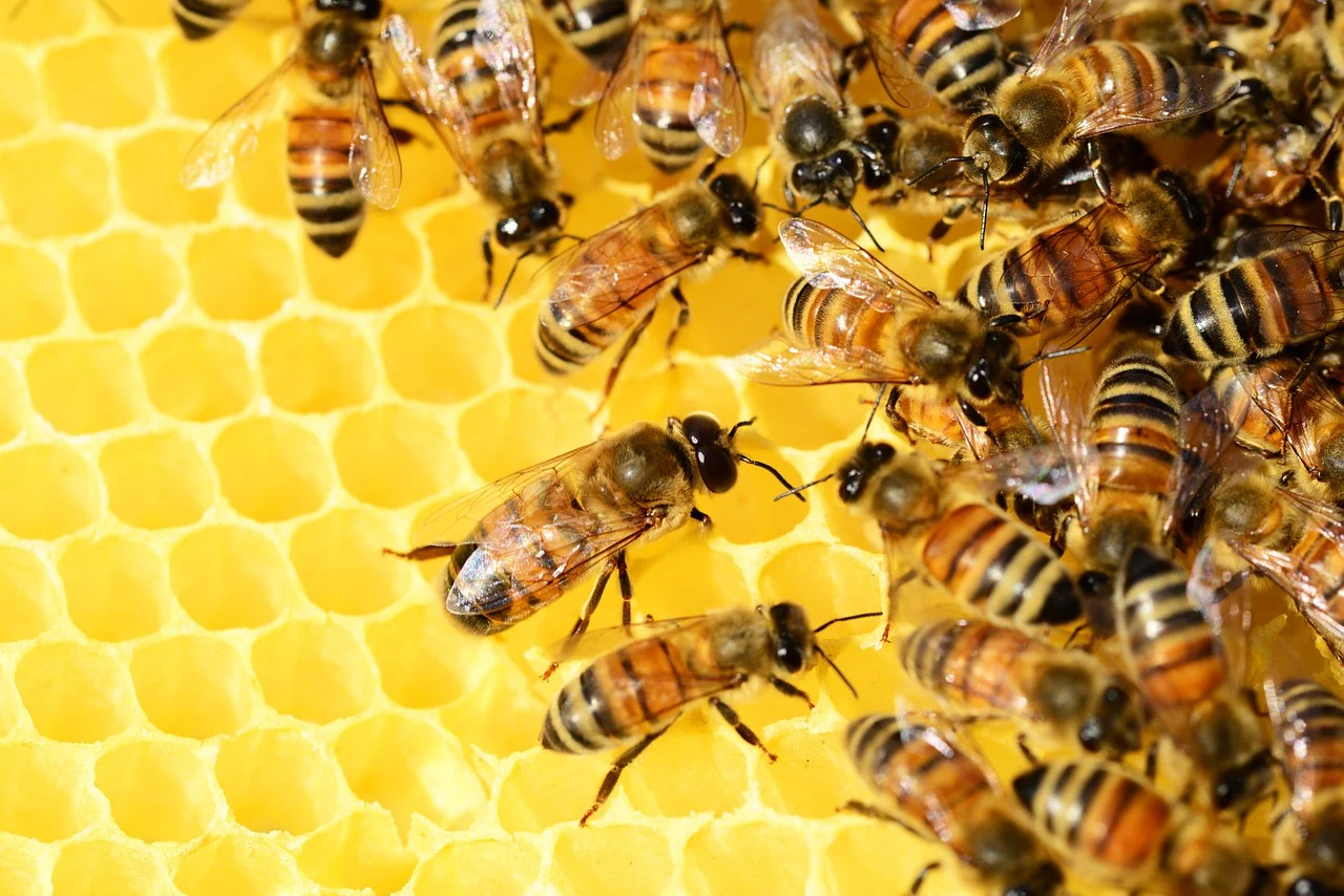 Honig und Bienen
