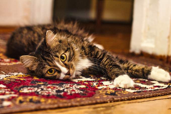 Katze auf dem Teppich