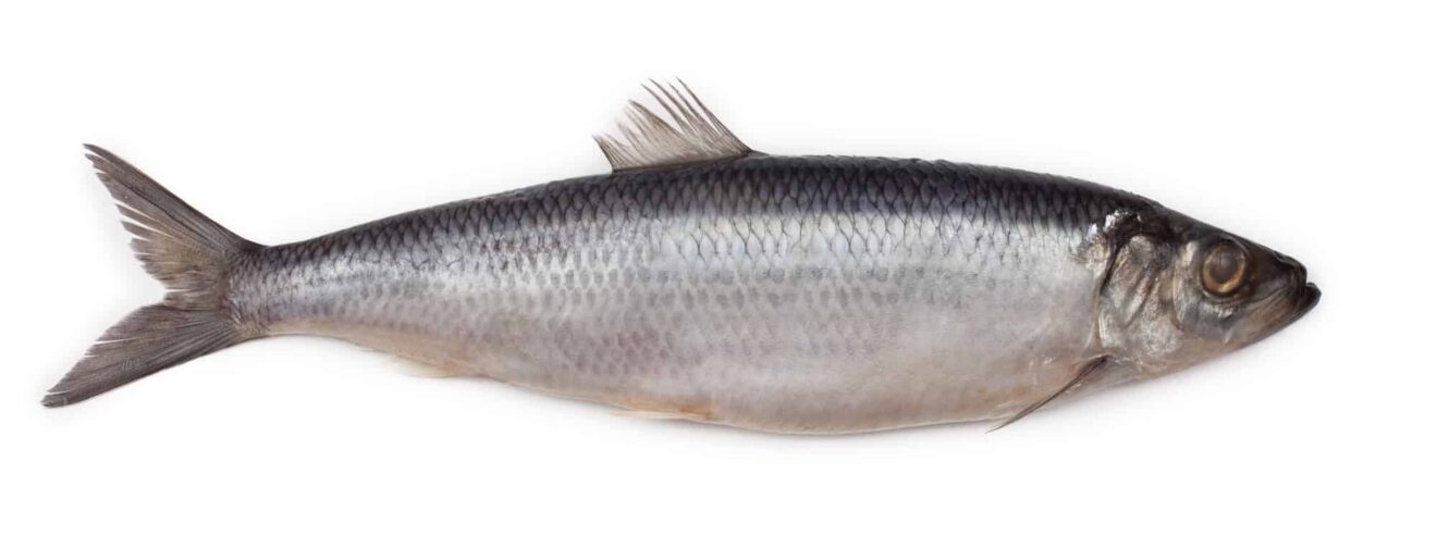 ? Was für Fische leben in der Ostsee?