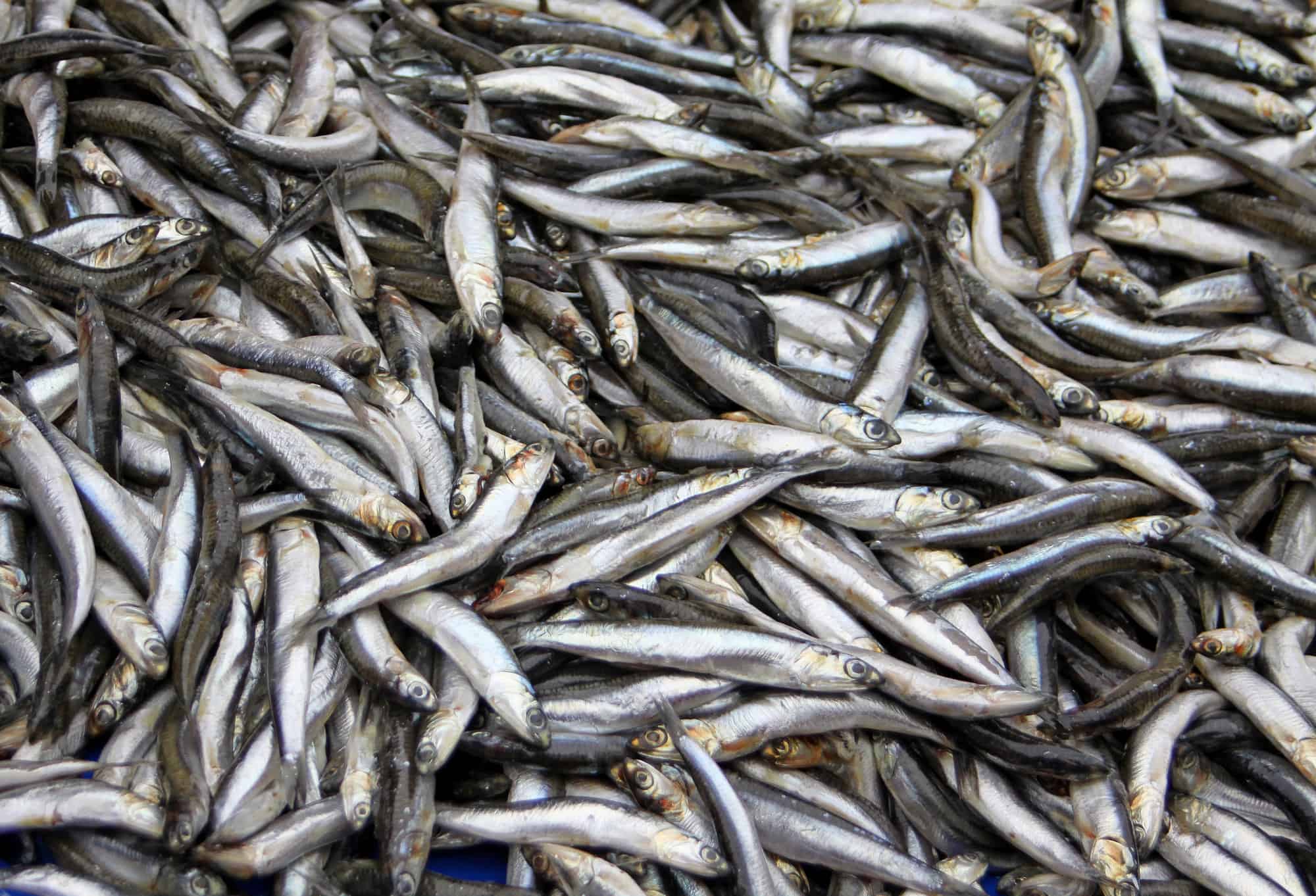Ostsee Fische: Sprotten 