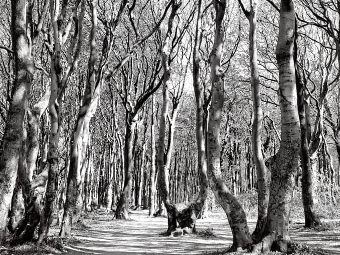 Gespensterwald Nienhagen