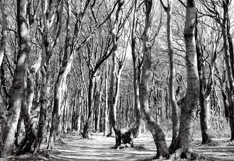 Gespensterwald in Nienhagen Gespensterwald Nienhagen