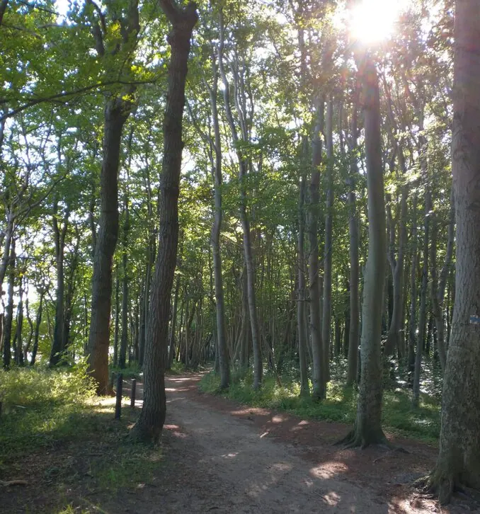 Wald Travemünde