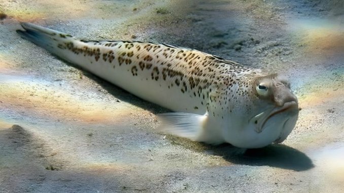 Petermännchen an der Ostsee Petermännchen (Trachinus radiatus)