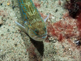 Trachinus Draco