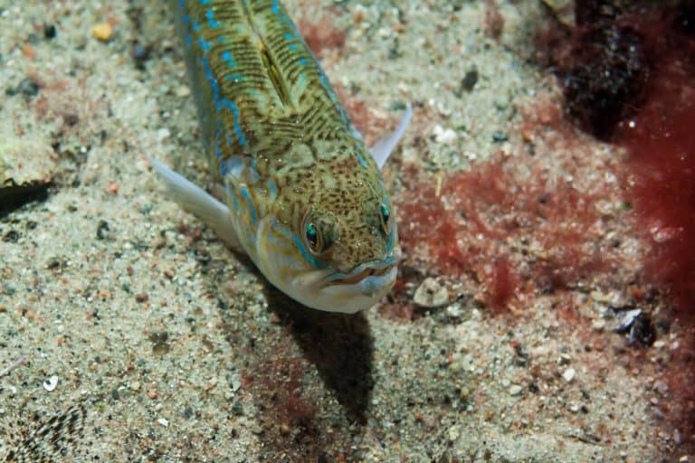 Petermännchen Ostsee: Erste Hilfe, Schutz & Saison im Blick Trachinus Draco