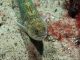 Trachinus Draco