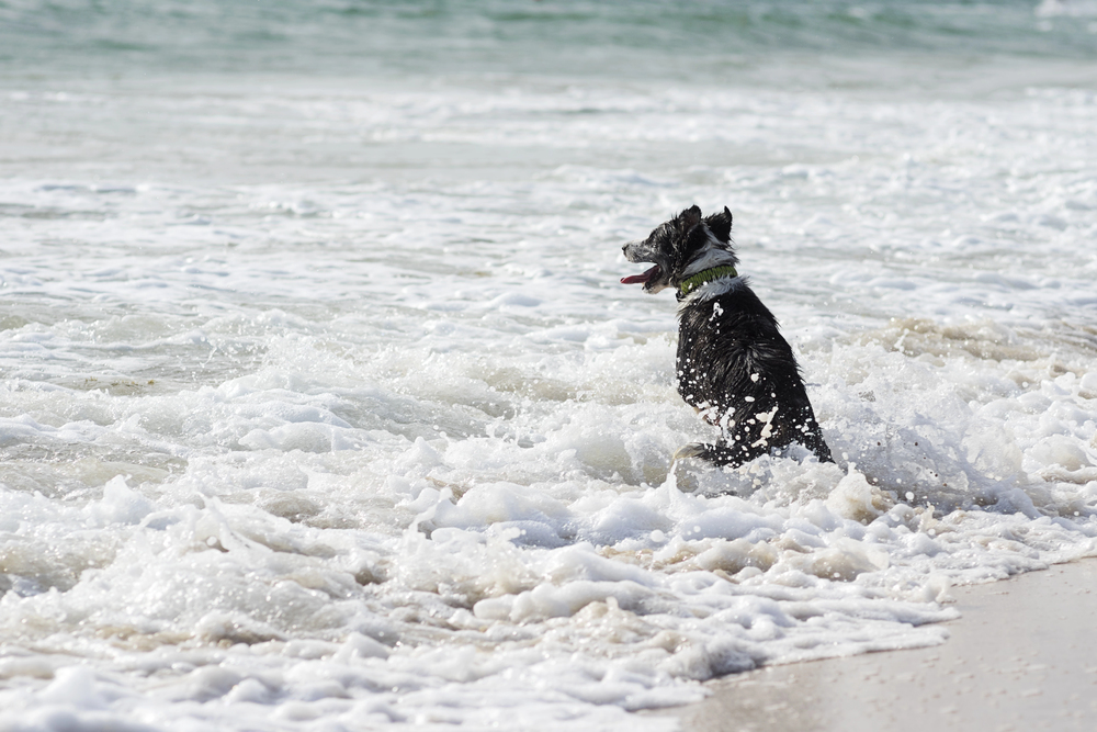 Mit Hund an der Ostsee: So genießt ihr Strand, Dünen und Küstenwege sicher und entspannt Glücklicher Hund am Ostseestrand