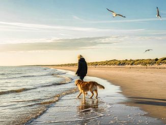 Hund an der Ostsee