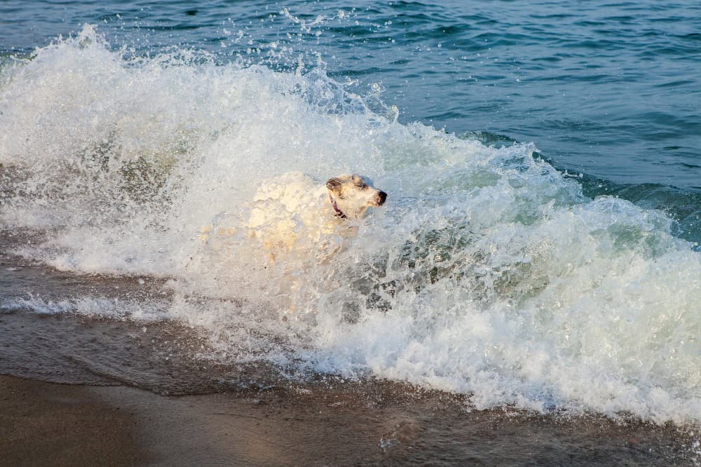 Mit Hund an der Ostsee: So genießt ihr Strand, Dünen und Küstenwege sicher und entspannt Hund in der Ostsee