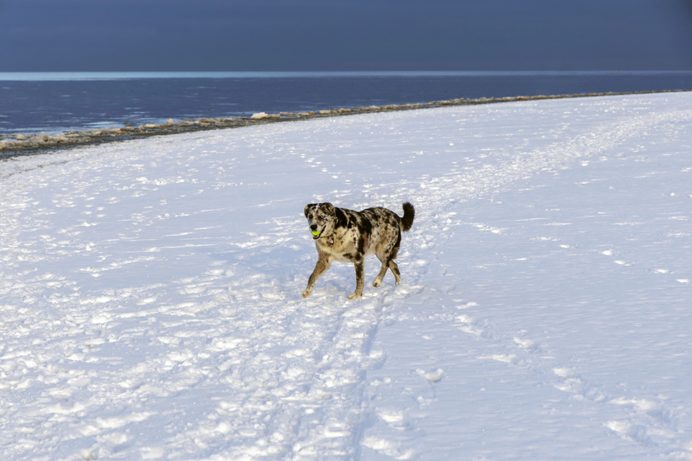 Mit Hund an der Ostsee: So genießt ihr Strand, Dünen und Küstenwege sicher und entspannt Mit Hund im Winter an der Ostsee