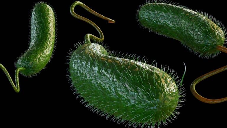 Vibrionen in der Ostsee Vibrio vulnificus