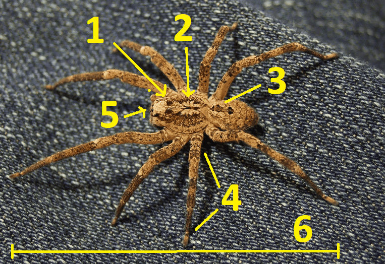 Nosferatu-Spinne an der Ostsee: Gefährlich? Was tun bei Biss? Nosferatu-Spinne