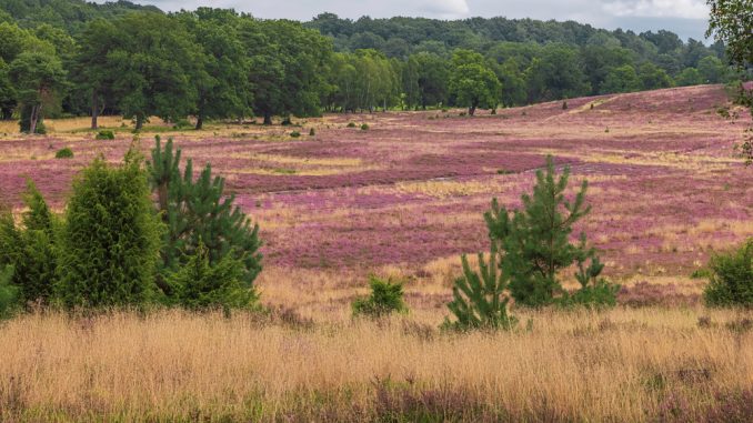 Lüneburger Heide