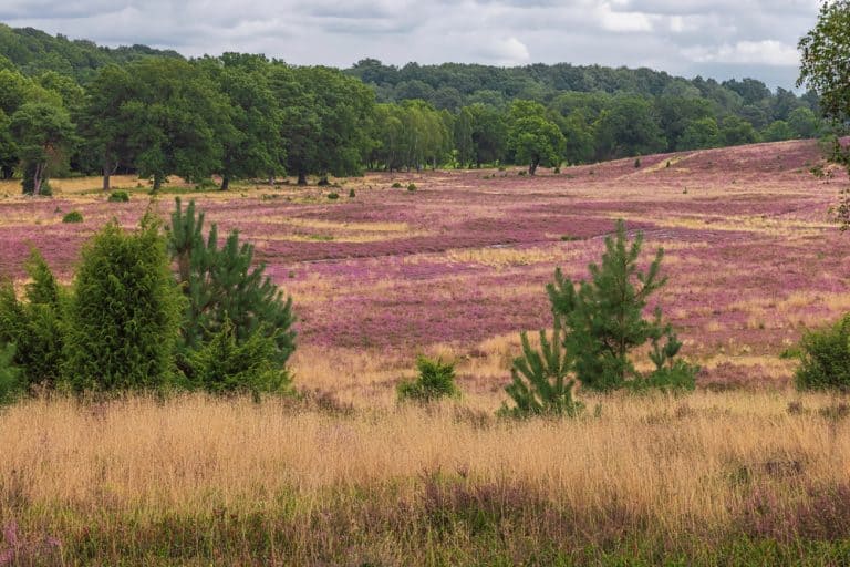Lüneburger Heide