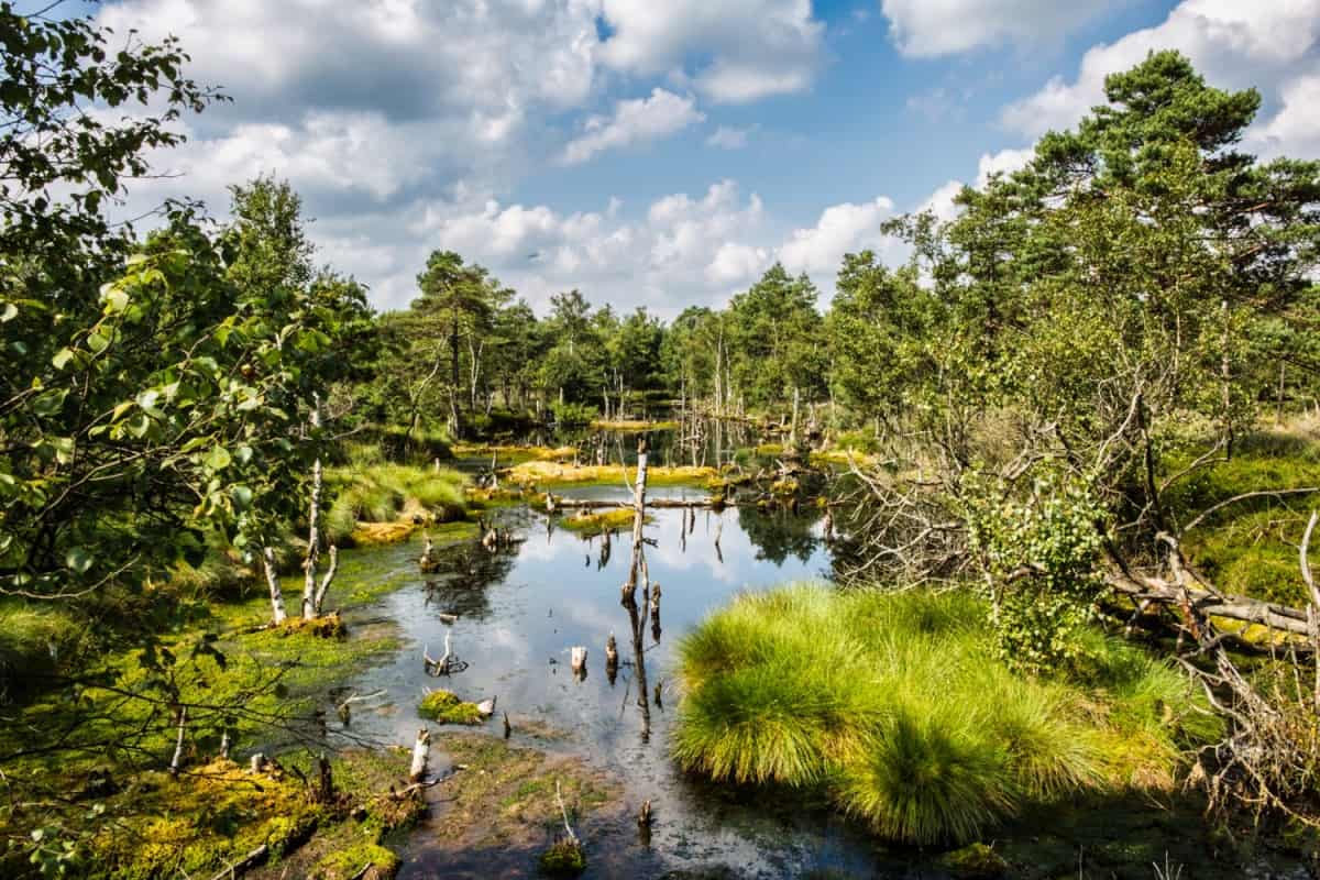 Soltauer Moorgebiet