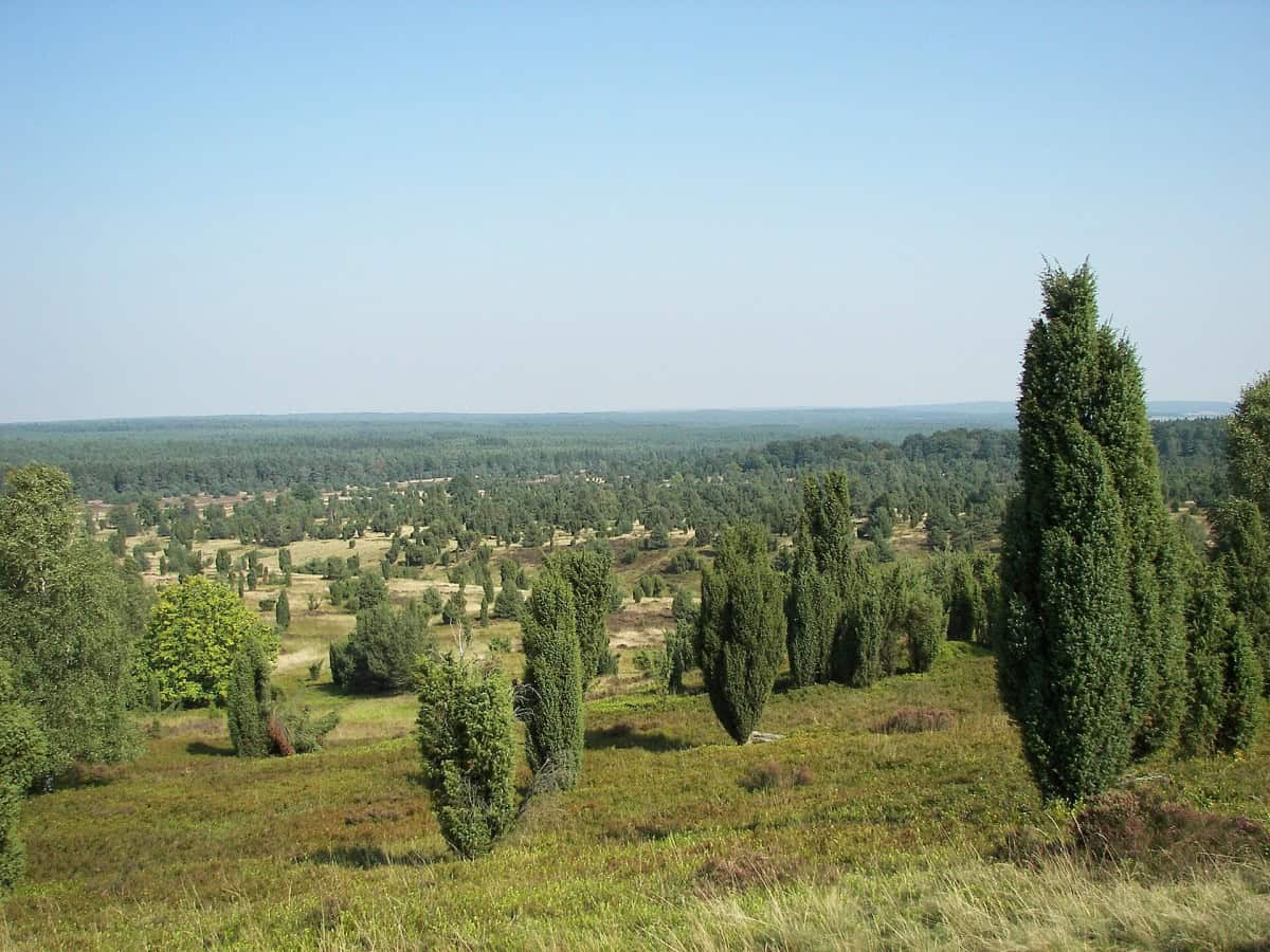 Wacholder im Naturpark
